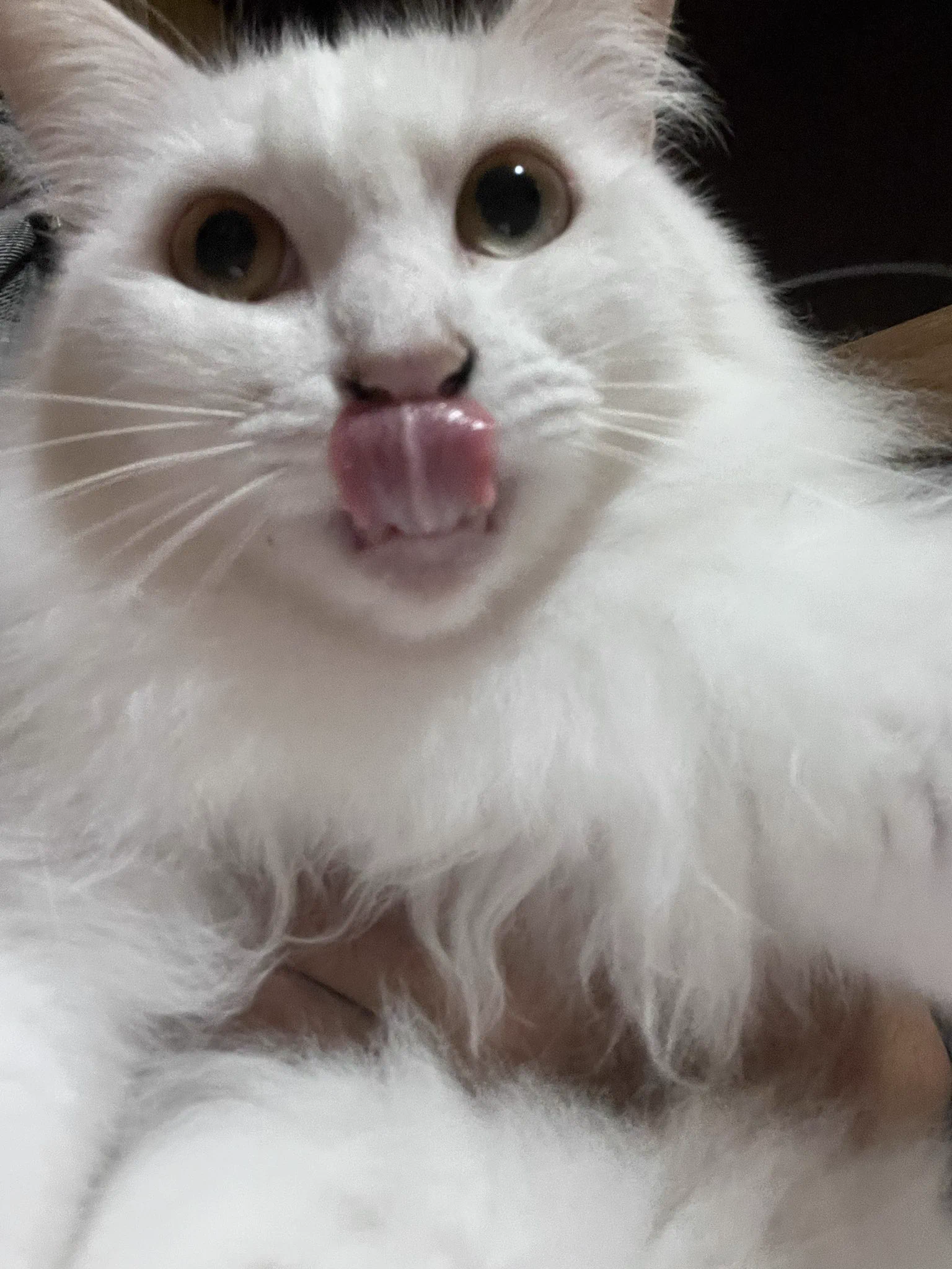 HSGQTkdaUAAMilg?format=webp&