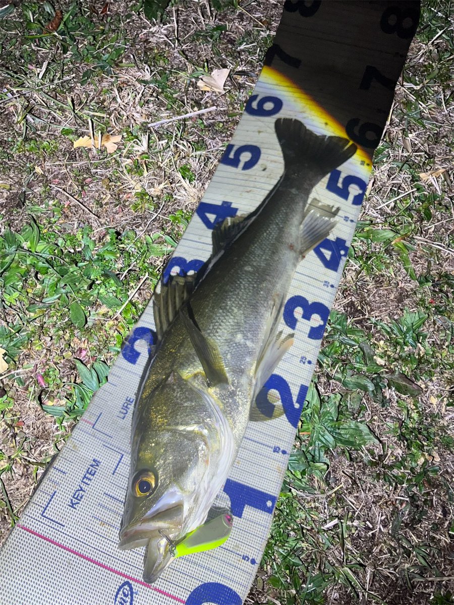 daiP_A_LUNKER's tweet photo. 久しぶりナイトゲーム✨

#SEABASS
#シーバス
#Pickup
#ワスプスラローム80S
#オヌマン
#キラーチューン
#DAIWA
#LATEO96M
#PURSUINGALUNKER. https://t.co/5d5EytQOCR