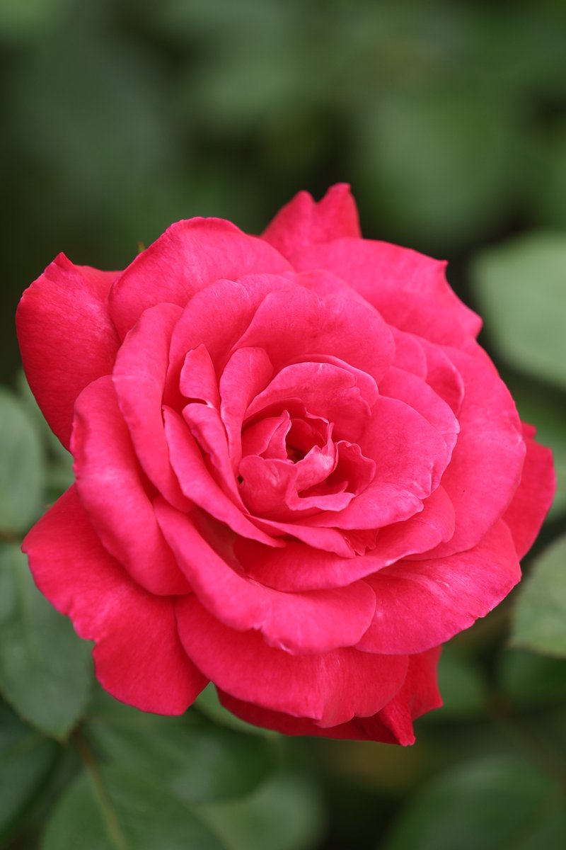 gontanokoneroku's tweet photo. Rose 😘

#Photography #Flowers #Rose https://t.co/lRcA4XrGre