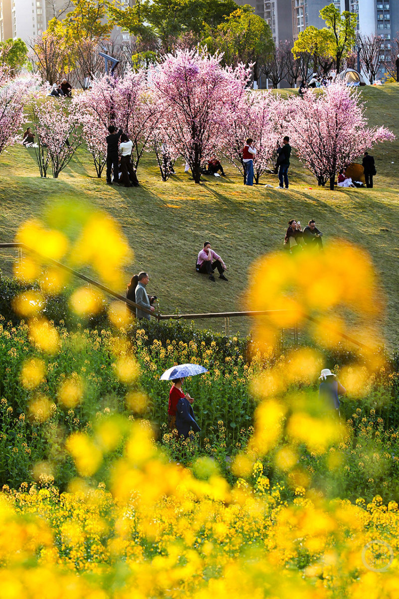 LuanneSyktmhij's tweet photo. La primavera ha llegado! Flores despiertan y el clima es cálido, perfecto para caminar al aire libre. https://t.co/dlCxIHETso