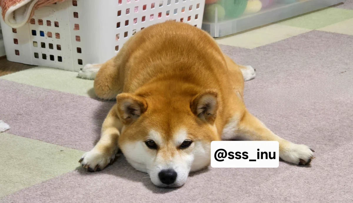 犬 (@sss_inu) / X
