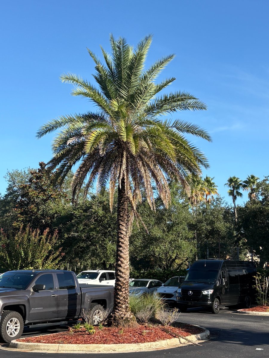 TonyGrossi's tweet photo. Beautiful morning in Jacksonville for Browns Game 1. https://t.co/WLlbBqRxXv