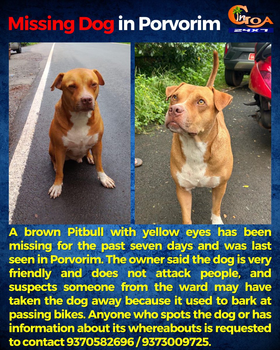 InGoa24x7's tweet photo. A brown Pitbull with yellow eyes has been missing for the past seven days and was last seen in Porvorim.
The owner said the dog is very friendly and does not attack people, and suspects someone from the ward may have taken the dog away because it used to bark at passing bikes.
Anyone who spots the dog or has information about its whereabouts is requested to contact 9370582696 / 9373009725.
.
.
#Goa #GoaNews #missingdog #pitbull