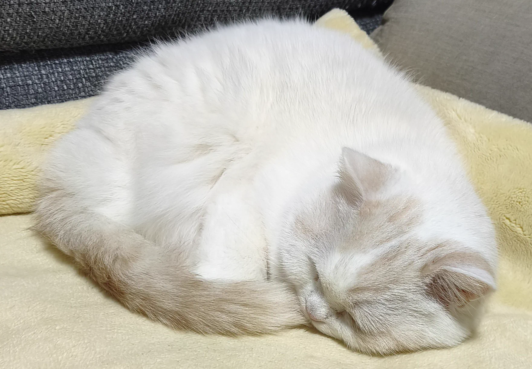 福ちゃん on X / X