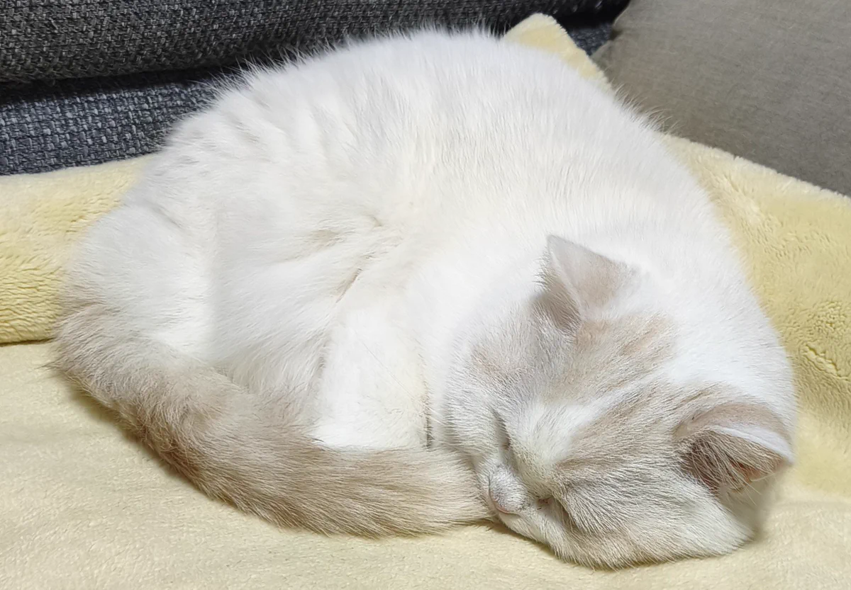 福ちゃん on X / X