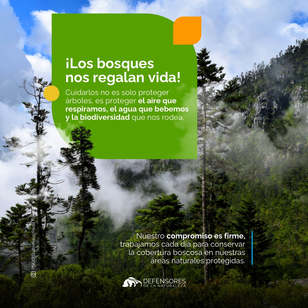 Defensores_FDN's tweet photo. Protección de Nuestra Cobertura Boscosa 🌳 

En las áreas naturales que protegemos, llevamos a cabo acciones específicas para salvaguardar la cobertura boscosa. Cada árbol cuenta, y juntos podemos asegurar un entorno saludable. 

#Protecciónboscosa #Conservación #DefensoresGt https://t.co/uKqAE7TaDP