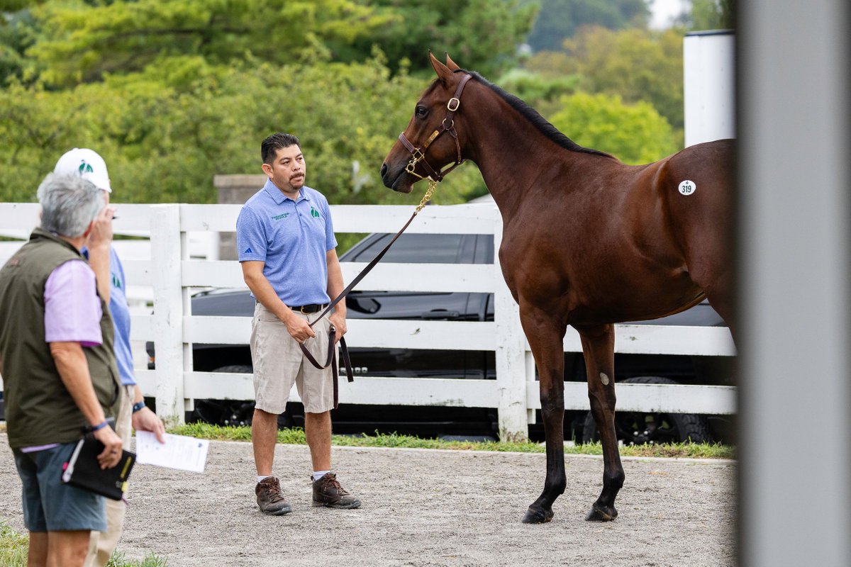 FedamoreStable's tweet photo. 🟢 Book 1 horses from Fedamore Stable 🟢 

Hip 133: filly by Cody's Wish, o/o SP Blame It On Alphie.
Hip 209: filly by Practical Joke, full to SW Mischievous Gal. 
Hip 228: colt by Elite Power, dam is a 3/4 to MGSW United. 
Hip 319: colt by Street Sense, o/o GSP Mama Rina. https://t.co/I6L31eleE9