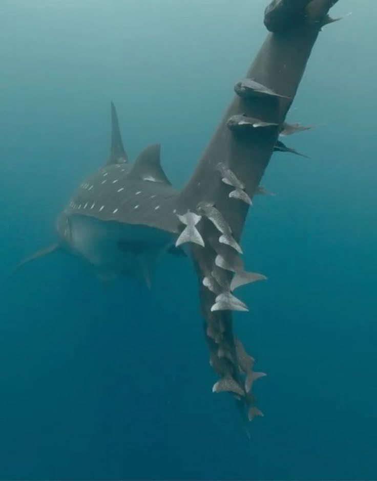 wshland's tweet photo. just toff and his little sharks https://t.co/eJAm1Fk6UG