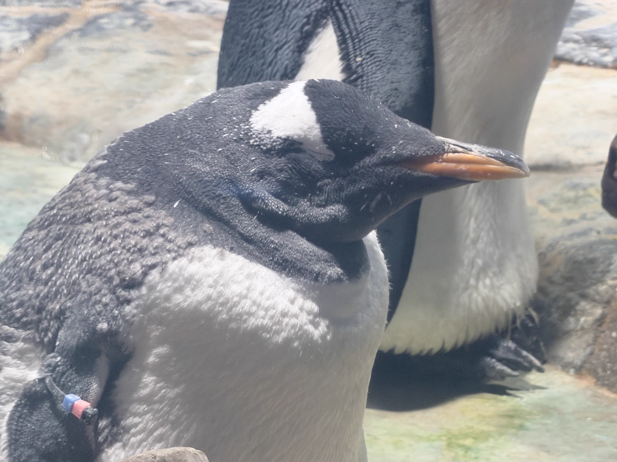 ペンギン 威ワトビ on X: 
