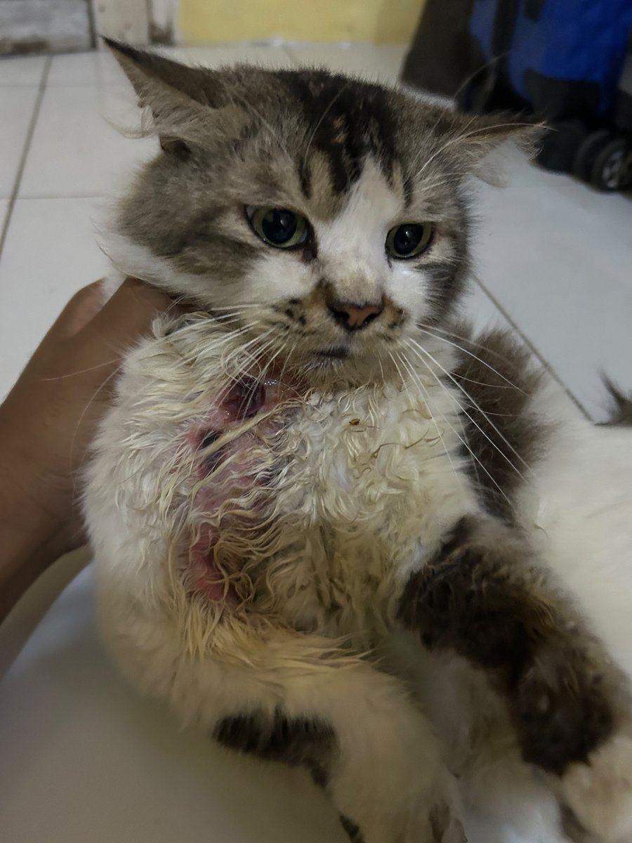 hrenjunn00's tweet photo. Kucing aku berhari hari ga pulang tbtb pulang dalam keadaan gini, kirakira kalo ke dokter abis berapa ya help 😭😭 https://t.co/scMtEOsMj8