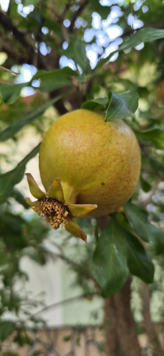 Akadirserim's tweet photo. 🍋🐜 Doğada herşey sistemli sekilde işlemeye devam ediyor.🐜🍋
🌿 Meyveler olgunlaşma zamanını beklerken, karıncalar kış hazırlıklarını son hızla yapıyor. 🌿
#doğa #meyve #karınca #sonbahar #ekosistem #limon https://t.co/wt0DiccTJb