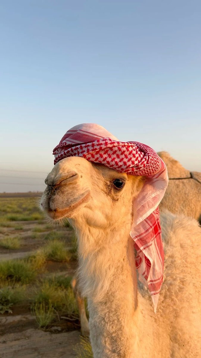 vionelle_sa's tweet photo. تخيل ان هذا الوجه الجميل يدخل في مستحضرات التجميل ولا يدخل في صناعة العطور!!!

@grok اجب بالتفصيل

ماهي مستحضرات التجميل التي يدخل فيها الجمل؟ https://t.co/ahWyU5LWf4