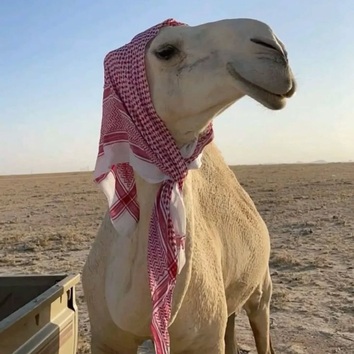 vionelle_sa's tweet photo. تخيل ان هذا الوجه الجميل يدخل في مستحضرات التجميل ولا يدخل في صناعة العطور!!!

@grok اجب بالتفصيل

ماهي مستحضرات التجميل التي يدخل فيها الجمل؟ https://t.co/ahWyU5LWf4
