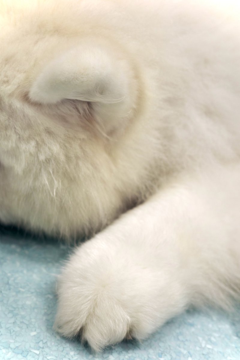 samoyed_cafe's tweet photo. 手はふかふか、耳はほかほかちぎりパンです https://t.co/Ha9PeGws7P