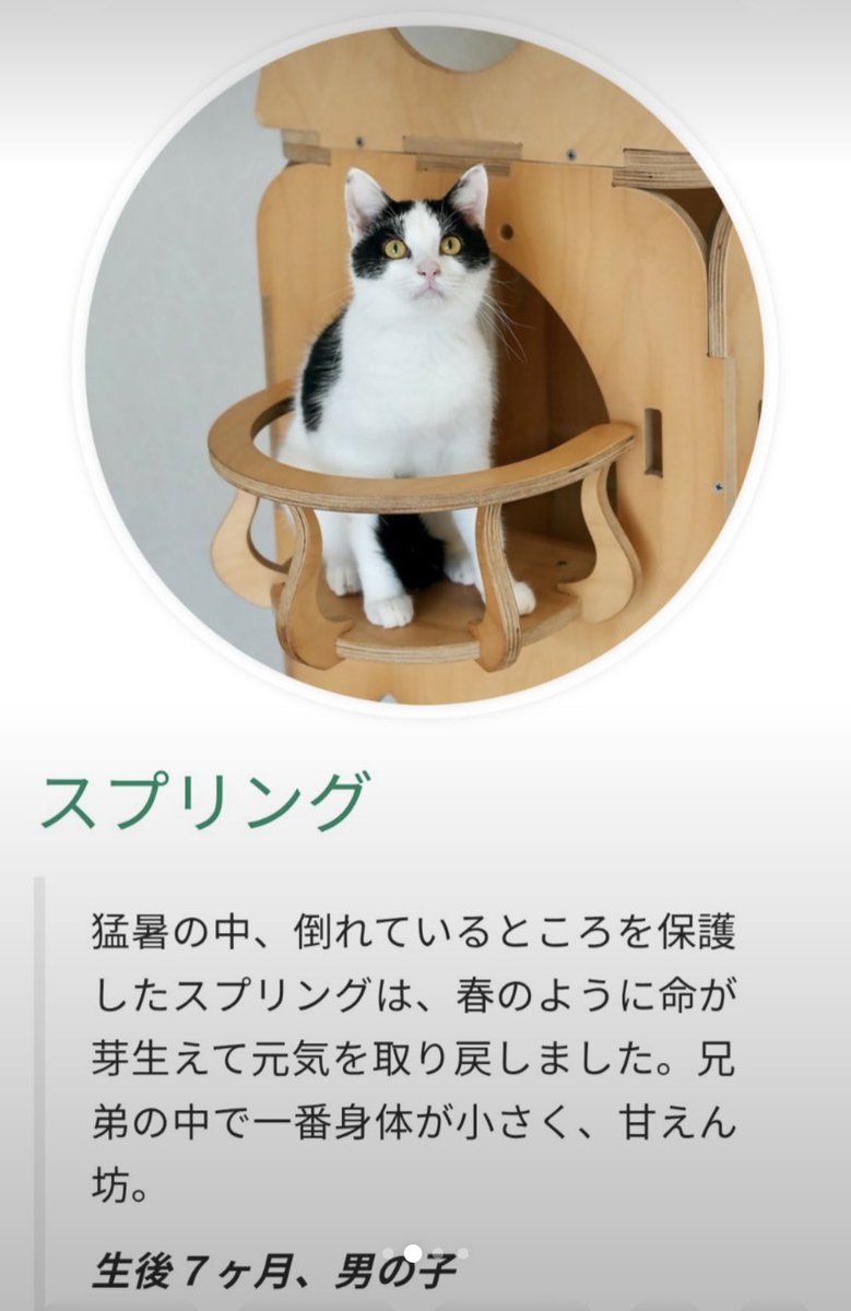 numberarer1's tweet photo. #アニマルフォレスト　#存在を消された母猫 https://t.co/ZAexpHaGqN