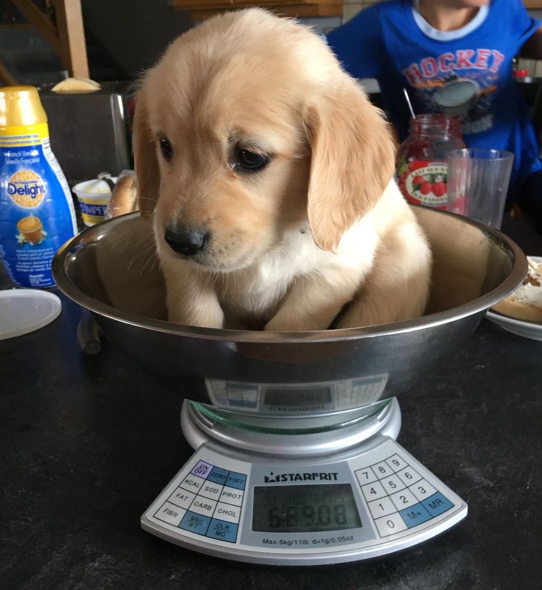 pseudo_puppy's tweet photo. noo... owner im not fat..... stop calling me that... https://t.co/IG7l0McSXy
