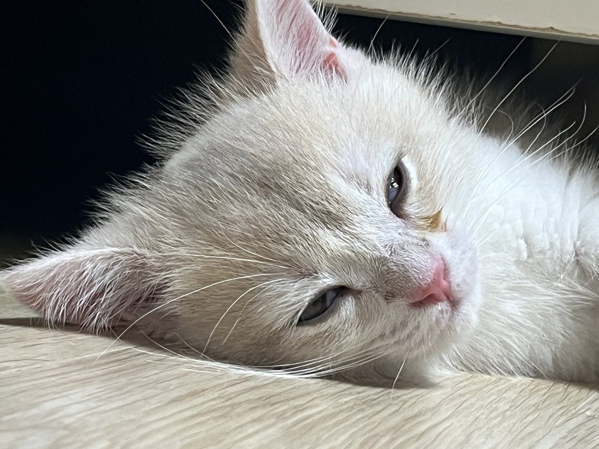 myamong838's tweet photo. #그림러_𝕏친소 #그림러𝕏친소 #트친소_𝕏친소 #트친소 

고양이랑 일상, 그림 올려요. 사람보다는 사람 아닌걸 좋아함 https://t.co/7KAcAayuUr