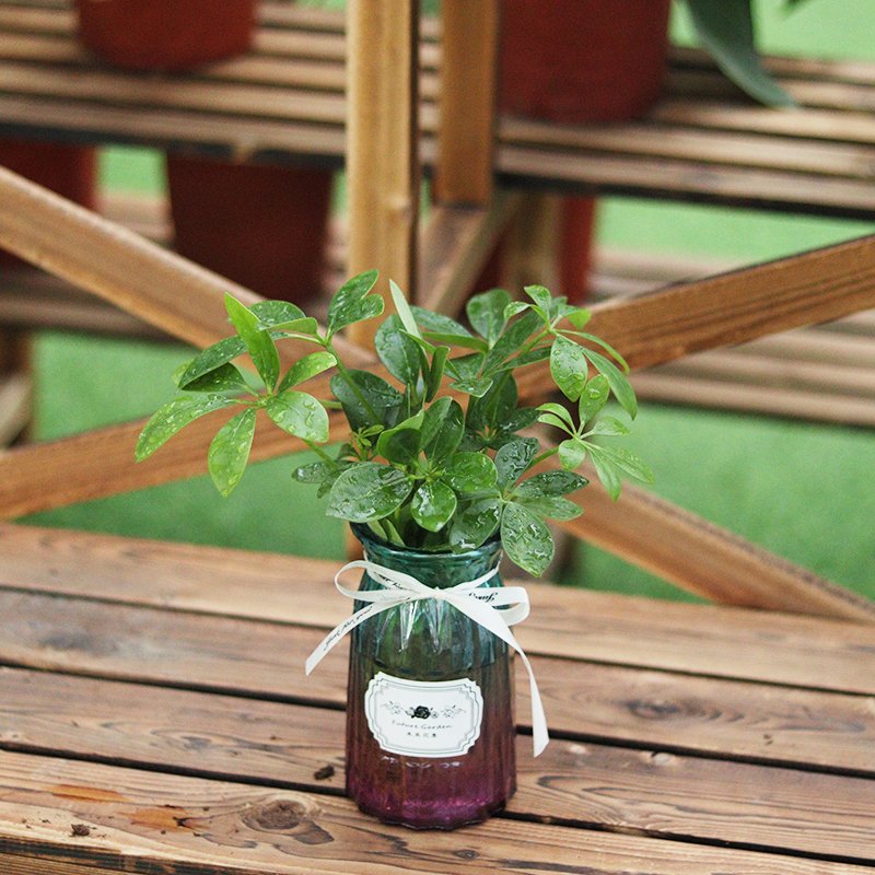 alisr962032's tweet photo. Turn old mason jars into herb planters for your windowsill! Zero waste + fresh basil on hand , https://t.co/Rh6c4V56fp