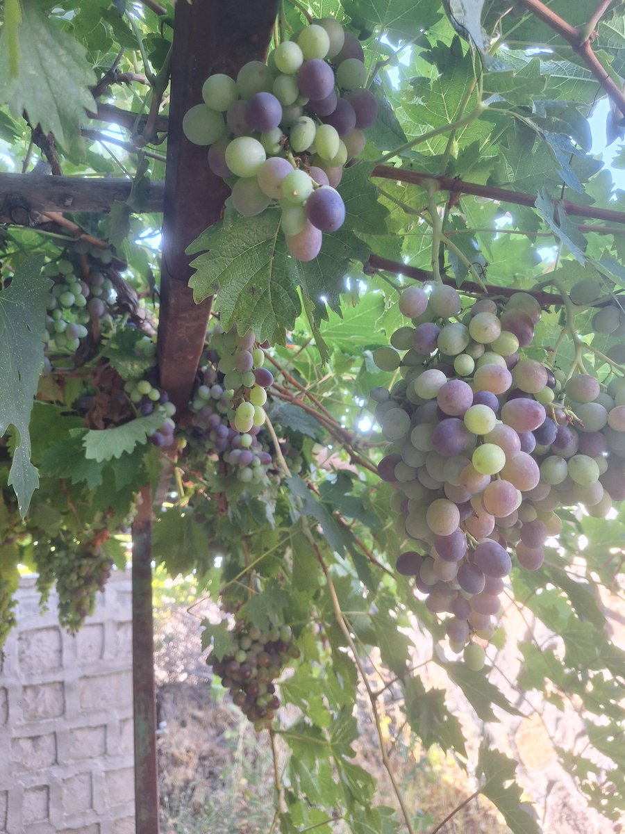 AdemMYm's tweet photo. Seviyoruz bu yaşam tarzını napalım..
Seninle şurda bi bostan toplasak
Ne derdin kalır ne tasan dünya hayatı için yorma güzelim kendini.. https://t.co/jN7pSKVBUB