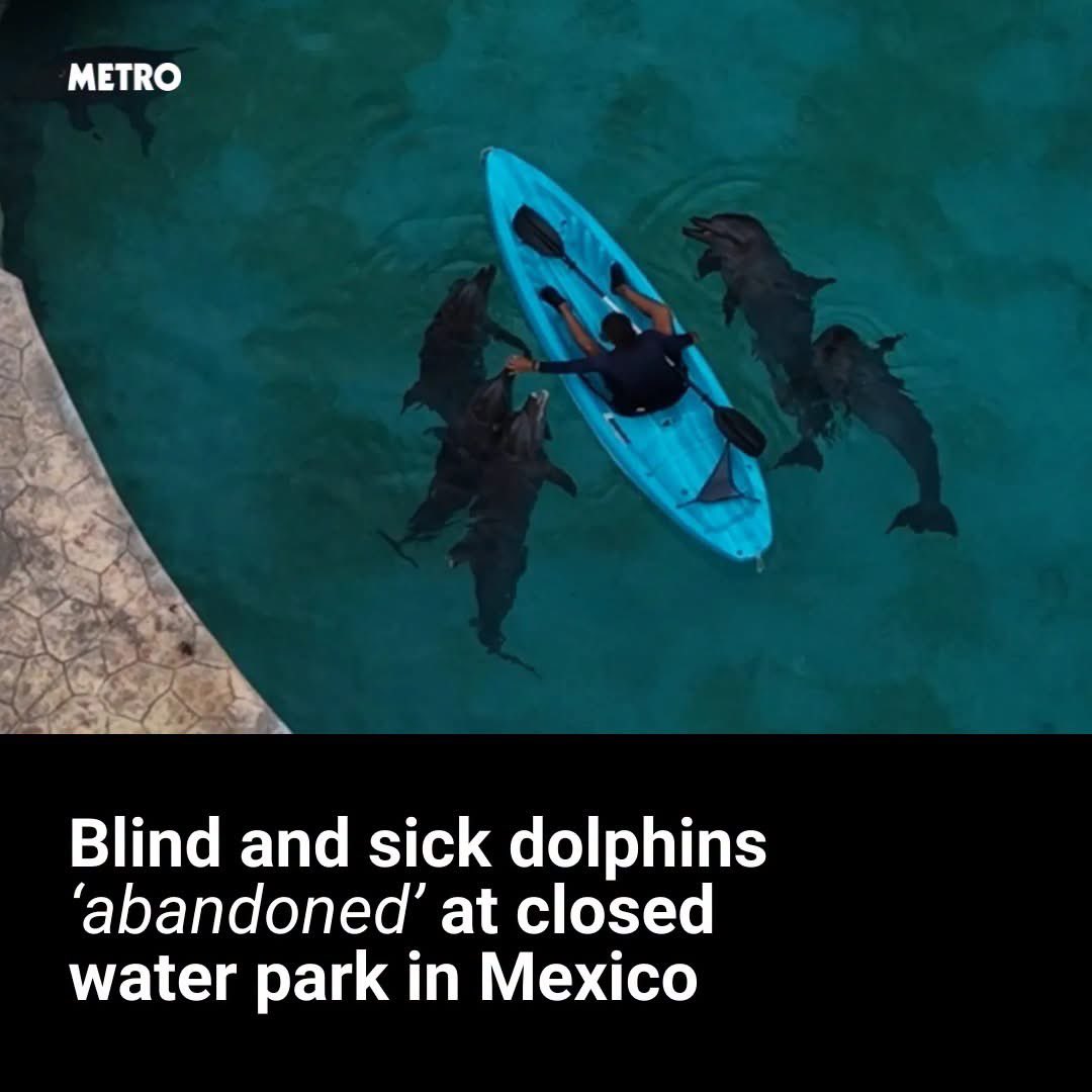 domdyer70's tweet photo. Abandoned’ dolphins have been seen gnawing at the concrete walls of their enclosure and floating aimlessly at a closed water park.

Veeleaf, an animal rights group in Mexico, filmed the aquarium in Cancún, Quintana Roo, on September 2.

The footage, seen by Metro, is the latest example of what Veeleaf alleges are the ‘horrific conditions’ the pod has faced since the park closed in 2025.

Campaigners claim the nine Indo-Pacific bottlenose dolphins are fed just once a day and receive little attention from caretakers, called enrichment. Officials have long denied this.

‘We may never fully understand the fear, confusion and inner turmoil of an individual denied freedom for that long,’ Paola Ibarra, co-founder of Veeleaf, told Metro.

Some of them once swam in the waters of the Solomon Islands before they were captured in 2003 and transported 8,000 miles to a dolphinarium operated by Dolphin Discovery, which runs swim-with-dolphin experiences.

The site was part of Ventura Park, which announced the ‘indefinite closure’ of its operations for maintenance in January 2025.

The dolphins, however, remained at the site. PROFEPA, Mexico’s environmental protection agency, seized the dolphins in October 2025.

However, it said it would not be safe to move the dolphins and insisted they hadn’t been forgotten.