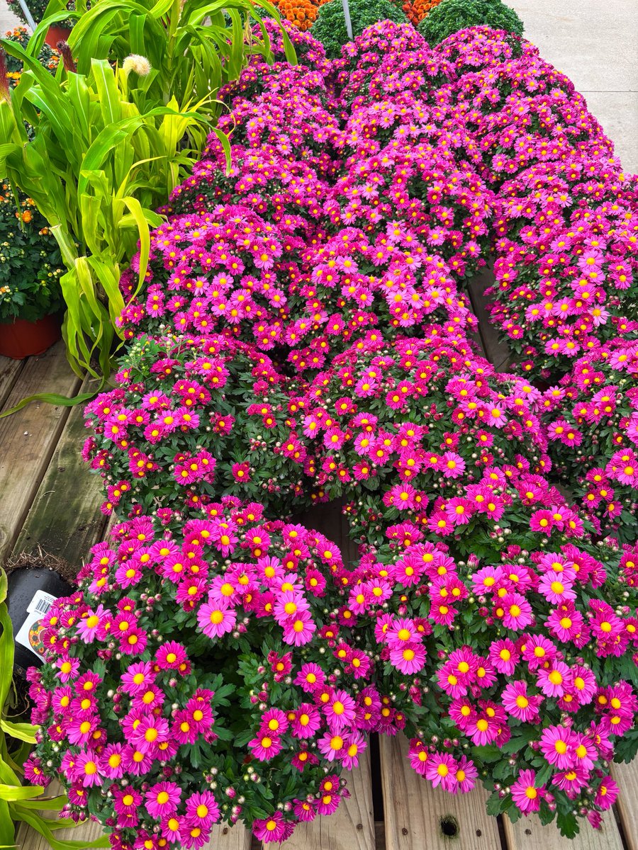 stylscourt's tweet photo. Quite obsessed with mums 🩷 https://t.co/pymDC363Pf