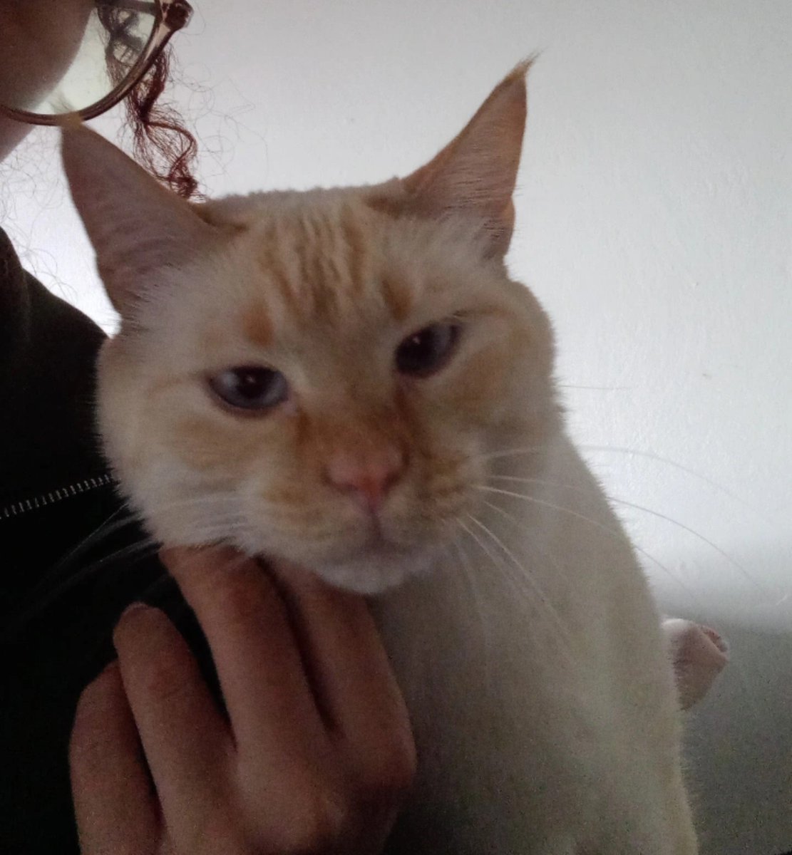 saltyorangeana's tweet photo. hj fui alimentar o gato de uma prima minha pq ela foi dar a xrc e nao vai voltar pra casa tao cedo. relações familiares que curam ❤️‍🩹 https://t.co/YFPE6K24YA