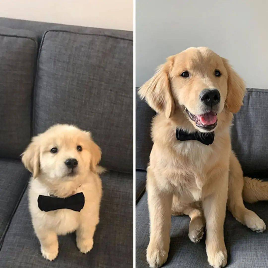 almaf191584's tweet photo. Just watched my tiny puppy grow into a goofy cuddle bug who steals socks every night—love how every milestone feels like a little win https://t.co/BLOnDnfupn