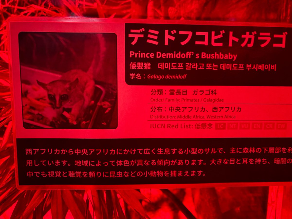 kazandaisuki1's tweet photo. 今日は帰りの飛行機の前に上野動物園へ🐼
初めてデミドフコビトガラゴに会うことができました！！何度も一回転を繰り返していて、その身体能力の高さに驚きました🫢
写真は撮れなかったですがアイアイにも初めて会うことができ、思っていたより大きくて迫力がありました！

#サルはいいぞ https://t.co/XxaD3hiuOB
