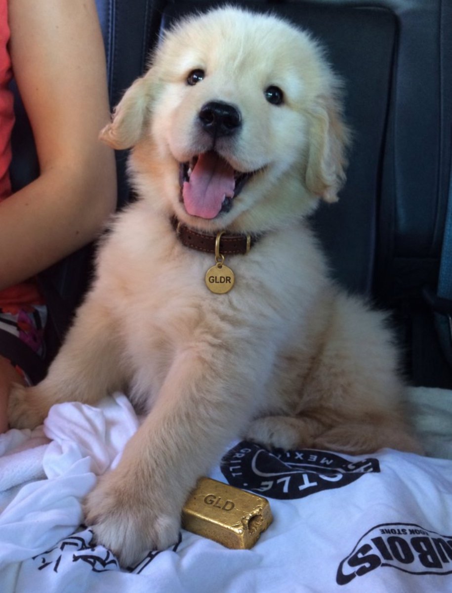 gldrcoin's tweet photo. @CoinGurruu @longdotxyz when i have gas my owner gets mad
when i bring him gold i’m a good boy

$GLDR https://t.co/SKpLslp6cf