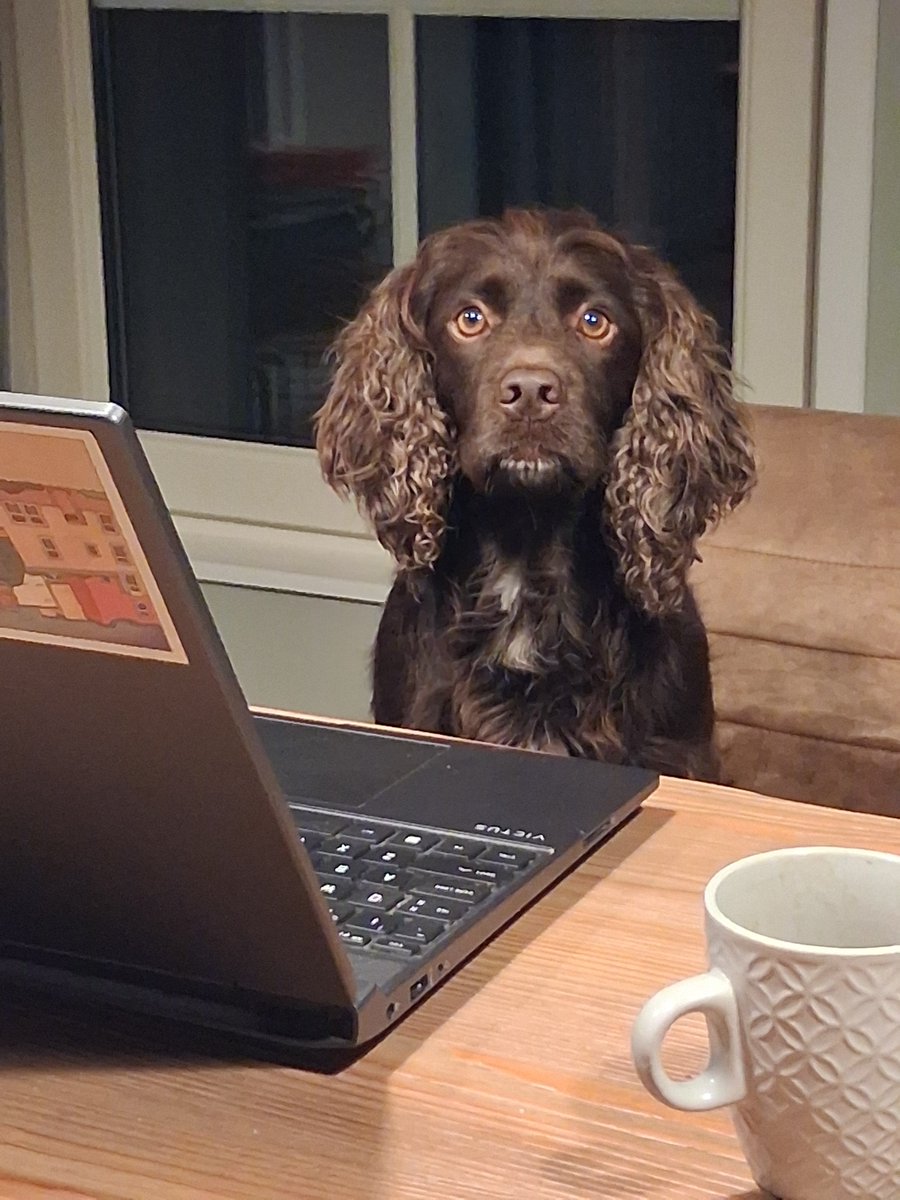 KeesTingeling's tweet photo. Zelfs op z'n vrije zondag is Otter aan het werk #WorkingCockerSpaniel #Otter https://t.co/3U37VnPZ0s