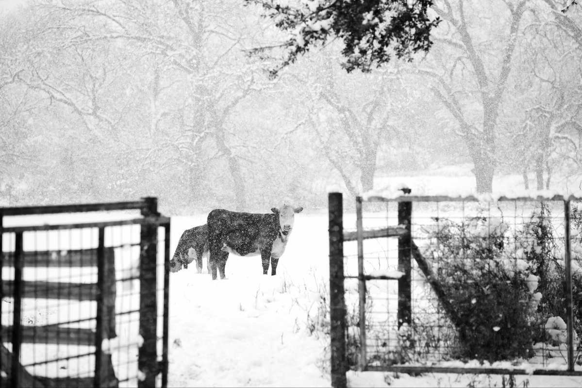 DallasTexasTV's tweet photo. Powerful El Niño could bring Texas a colder, wetter and snowier winter https://t.co/2bbxWTo7p3