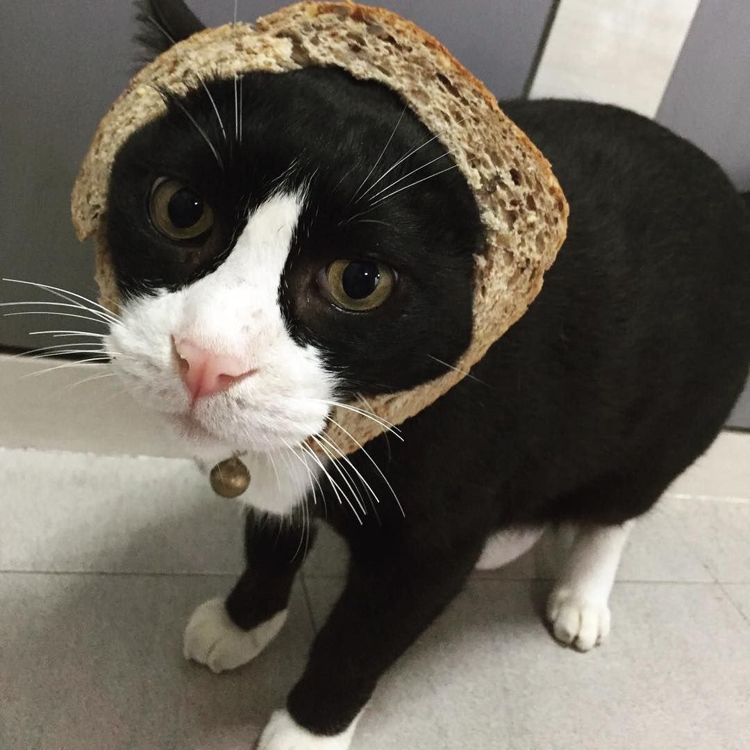 INBREDCATONSOL's tweet photo. what is the cat doing? https://t.co/vHVzI69jWE