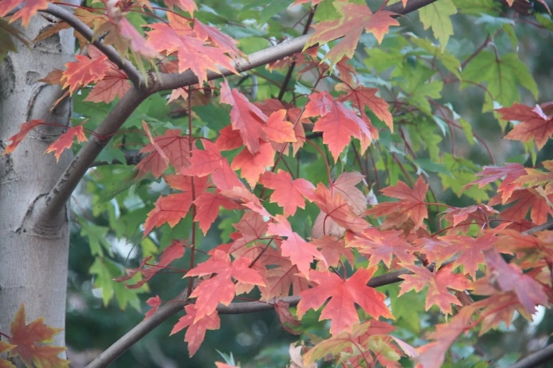 MelissaPorjq's tweet photo. Our campus photography club's autumn hike this Saturday! Explore maple trails, snap stunning shots, and swap tips with fellow shutterbugs. Meet at the main gate at 9 AM—don't miss out! https://t.co/fkcBKKdq2O