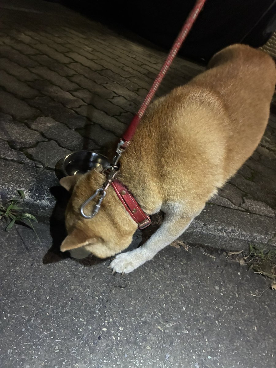 1991heisei3's tweet photo. 神奈川県茅ヶ崎市香川3丁目付近で迷子犬発見

近隣の住民の方が保護してくれて預かってます https://t.co/QWDVlQ7pdV