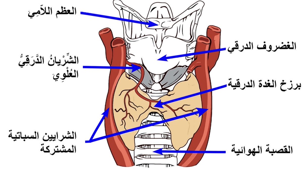 mushawah1's tweet photo. هرمونات الغدة الدرقية (الثايرويد) هي مواد كيميائية يفرزها الجسم لتنظيم كثير من العمليات الحيوية، خاصة معدل استهلاك الطاقة (الأيض). 
الغدة الدرقية غدة صماء صغيرة تشبه الفراشة، تقع في مقدمة الرقبة أسفل تفاحة آدم مباشرة. تتكون من فصين متصلين ببرزخ، وتحتوي على خلايا جريبية تصنع الهرمونات.
الهرمونات الرئيسية
تفرز الغدة نوعين أساسيين مشتقين من الحمض الأميني تيروزين ويحتويان على اليود:
•T4 (الثيروكسين أو رباعي يود الثيرونين): يشكل حوالي 80% مما تفرزه الغدة. هو الشكل غير النشط نسبيًا، ويُعتبر مخزونًا يتحول لاحقًا إلى الشكل النشط.
•T3 (ثلاثي يود الثيرونين): يشكل حوالي 20% مما تفرزه الغدة مباشرة. هو الشكل النشط الأقوى (أقوى من T4 بـ 3-5 مرات تقريبًا)، ومعظم T3 في الجسم يأتي من تحويل T4 في الأنسجة الأخرى مثل الكبد والكلى بواسطة إنزيمات نازعة اليود.
يوجد أيضًا شكل غير نشط يسمى rT3، وهرمون آخر اسمه الكالسيتونين تنظمه الغدة لكنه يتعلق بتنظيم الكالسيوم في الدم وليس بالأيض الأساسي.
اليود عنصر أساسي لتصنيع هذه الهرمونات. نقصه يؤدي إلى انخفاض الإنتاج وتضخم الغدة (الجويتر).
أهم الوظائف
تؤثر هذه الهرمونات على معظم خلايا الجسم تقريبًا، لأنها تدخل النواة وترتبط بمستقبلات تغير تعبير الجينات. أبرز أدوارها:
•تنظيم معدل الأيض الأساسي: تتحكم في سرعة حرق السعرات الحرارية وإنتاج الطاقة والحرارة.
•النمو والتطور: ضرورية لنمو الدماغ والجسم خاصة في الجنين والأطفال.
•تنظيم ضربات القلب وقوة انقباضه.
•أيض البروتينات والكربوهيدرات والدهون.
•الحفاظ على درجة حرارة الجسم الطبيعية.
إذا انخفضت مستوياتها يتباطأ الجسم (تعب، زيادة وزن، برودة)، وإذا ارتفعت يتسارع (خفقان، فقدان وزن، عصبية).
كيف يتم تنظيمها؟ (المحور تحت المهاد-النخامية-الدرقية)
الجسم يحافظ على توازن دقيق عبر تغذية راجعة سلبية:
1- تحت المهاد يفرز هرمون TRH.
2- TRH يحفز الغدة النخامية على إفراز TSH (الهرمون المحفز للدرقية).
3- TSH يحفز الغدة الدرقية على إنتاج وإفراز T3 وT4.
عندما ترتفع مستويات T3 وT4 في الدم، تثبط إفراز TRH وTSH، فينخفض الإنتاج. والعكس صحيح عند انخفاضها. هذا النظام يحافظ على المستويات ضمن النطاق الطبيعي.
معظم T4 وT3 في الدم مرتبط ببروتينات ناقلة، والجزء الحر الصغير هو النشط الذي يؤثر على الخلايا.
هذه المعلومات عامة ومبسطة. أي أعراض متعلقة بالغدة الدرقية تستدعي استشارة طبيب وإجراء فحوصات (مثل TSH وT4 الحر) للتشخيص الدقيق.