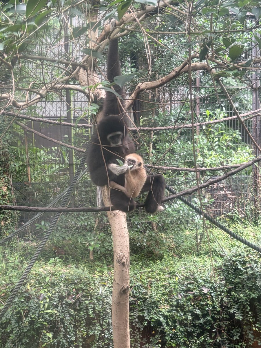 kazandaisuki1's tweet photo. 上野動物園で撮影したお気に入りの動画と写真です！コンコンが可愛くてハオコたちの迫力がすごかったです！！
コモンマーモセットやワタボウシタマリンも見られて満足でした👍🏻

そして、学会中にXを見たと何人かに声をかけていただきとても嬉しかったです！ありがとうございました🙏🏻

#サルはいいぞ https://t.co/f8YY0Sukxg