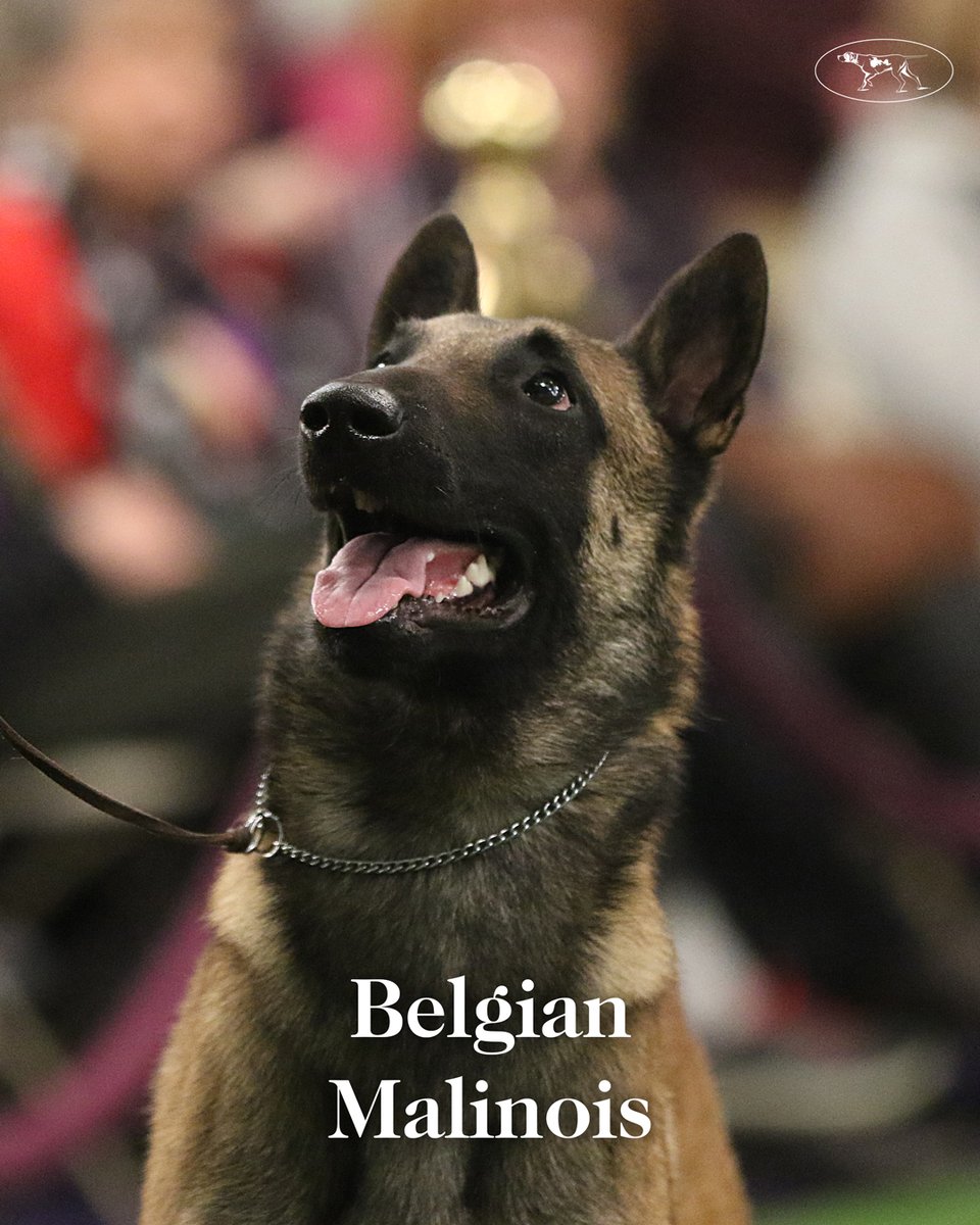 WKCDOGS's tweet photo. Serving and protecting 👮

Dog Man is now streaming on @netflix! https://t.co/PFQTwesavd