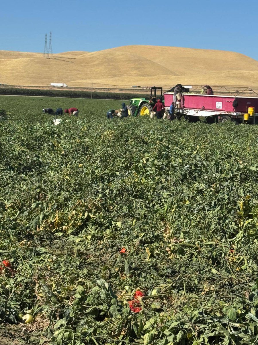 UFWupdates's tweet photo. "Jesús" is picking tomatos in Firebaugh CA. "I pick about 160 30lb buckets per day at 90 cents each. I begin at 5:30am and leave around noon when temps are close to 95°. Working rapidly bent over all day makes my back ache, but it puts food on my family's table." #WeFeedYou https://t.co/E2CITCA5TG