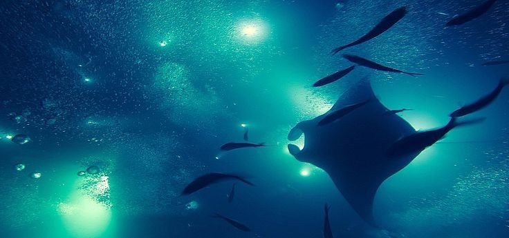 reminiscinbby's tweet photo. lost in the deep blue https://t.co/x2DUlpiOvV