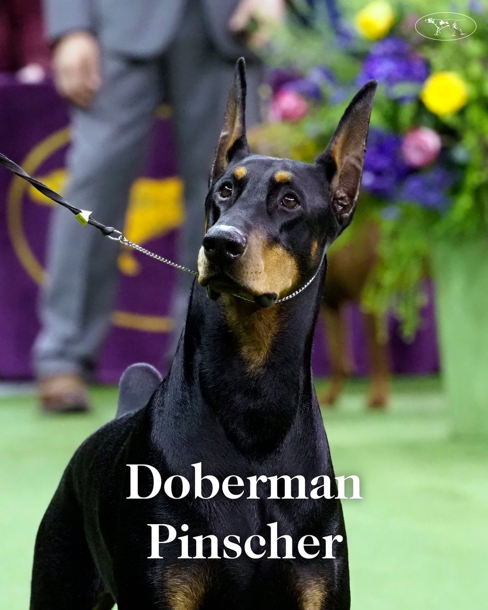 WKCDOGS's tweet photo. Serving and protecting 👮

Dog Man is now streaming on @netflix! https://t.co/PFQTwesavd