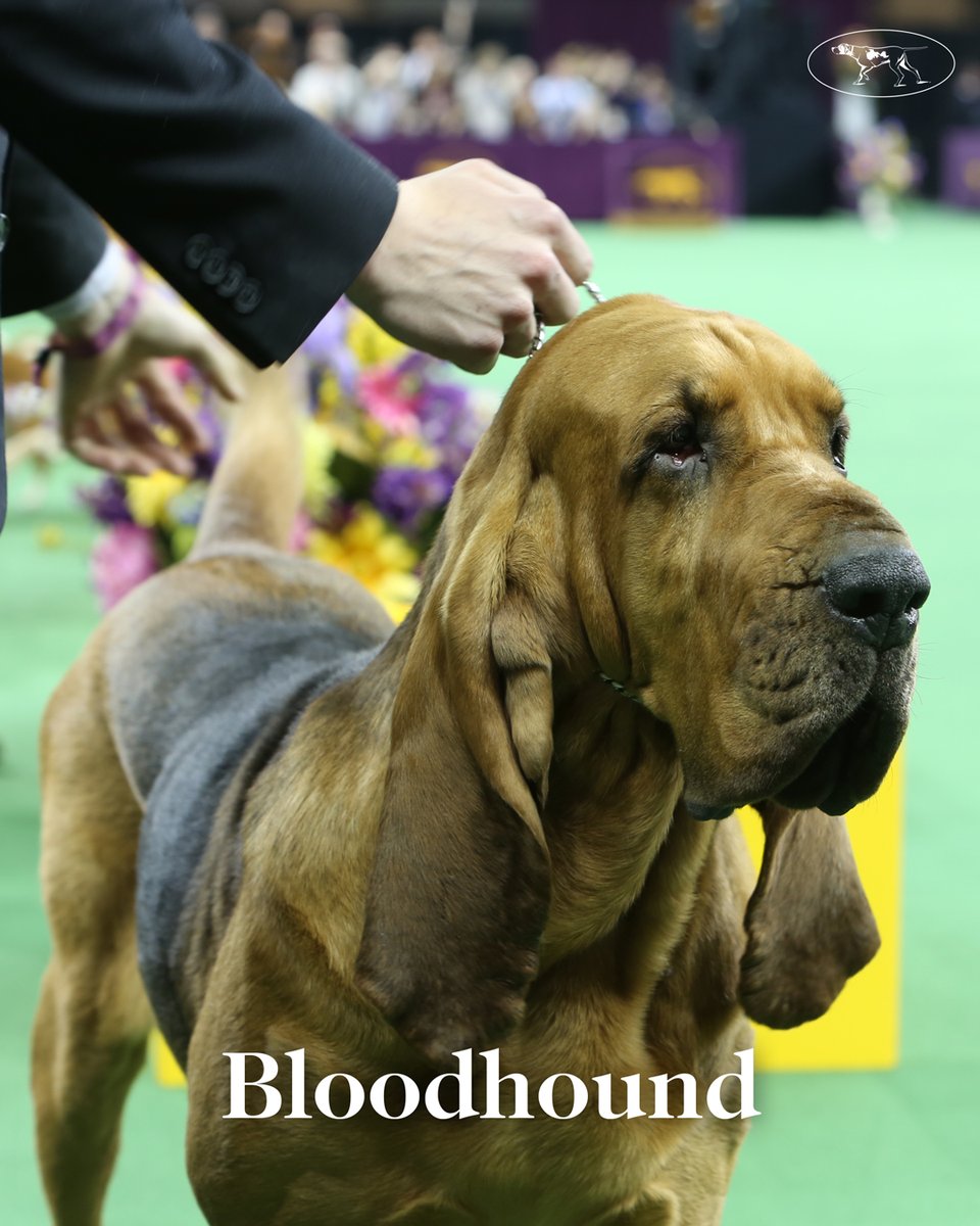 WKCDOGS's tweet photo. Serving and protecting 👮

Dog Man is now streaming on @netflix! https://t.co/PFQTwesavd
