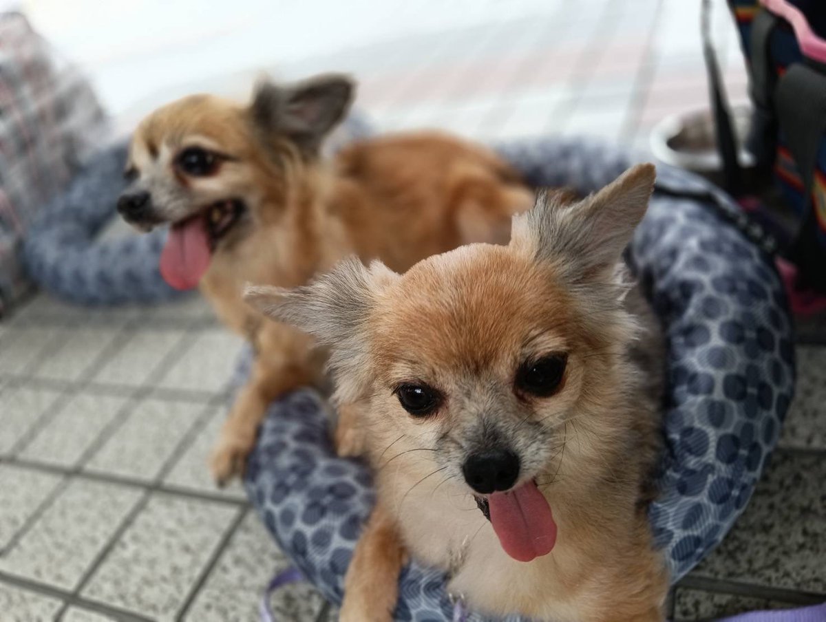 JCDLkawashima's tweet photo. 今日の譲渡会も皆様にお立ち寄りいただき、支援物資も頂戴しました。
有難うございます😃
お陰様で生後２ヶ月の子猫４兄妹のずっとのお家が決まりそうです🍀
次回の譲渡会は、１６（水）です🌼

＃譲渡会　＃千里中央　＃JCDL https://t.co/r73JbRaR5X
