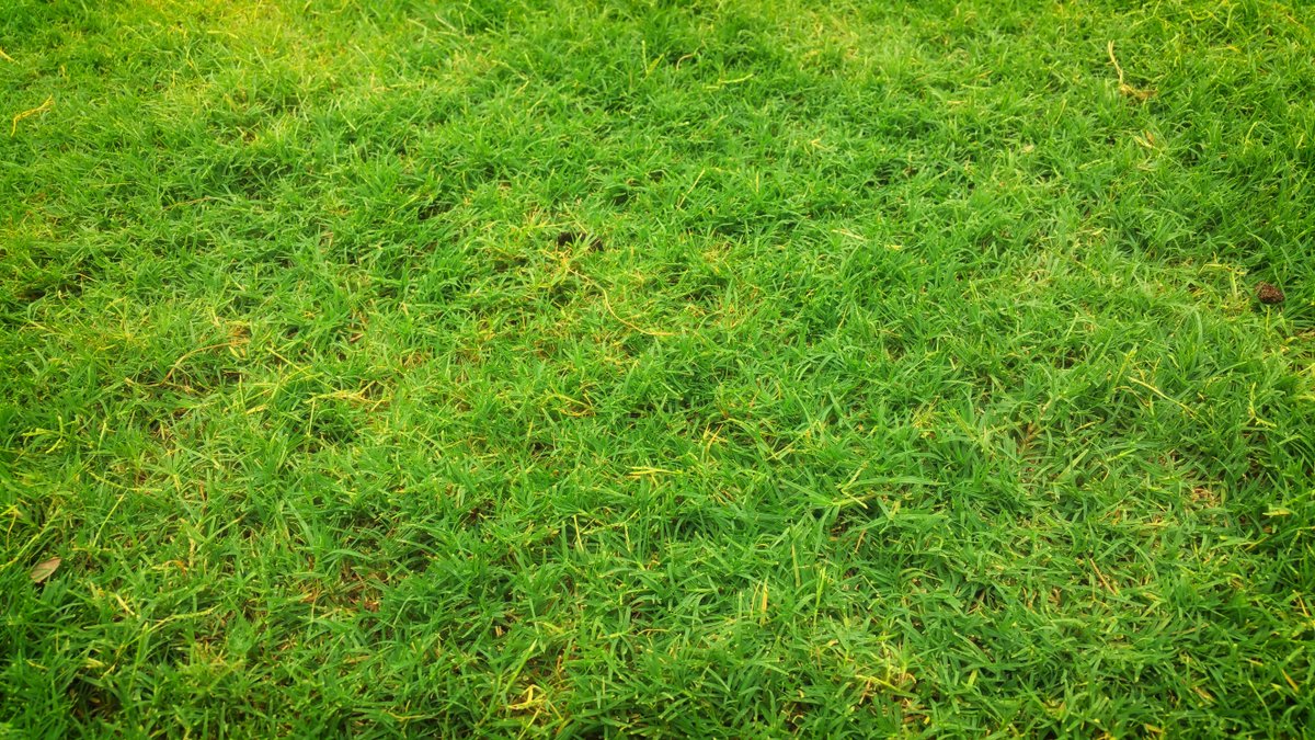 fiojdhf998's tweet photo. Poplar fluff, breezy fairway, floating seeds, striped mid-iron, whimsical scene. #PoplarSeasonGolf #FairwayWhimsy https://t.co/RchadNQVEc