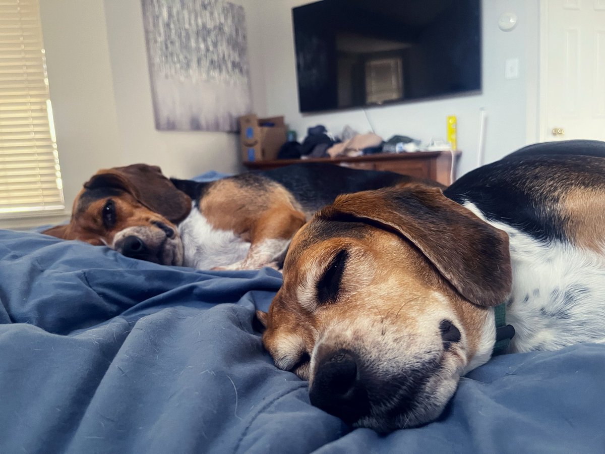 ddoggiesmommy's tweet photo. Tweedledum and Tweedledee #beagle https://t.co/sJSW33E4rO