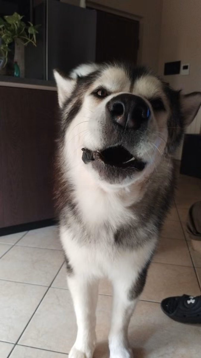 CuoreIschitano's tweet photo. Ma parli col tuo cane ???! ๐ค
Ovvio....
E lui mi risponde ! ๐
#Moosie #inostridiscorsi https://t.co/kRDyYjMIwA