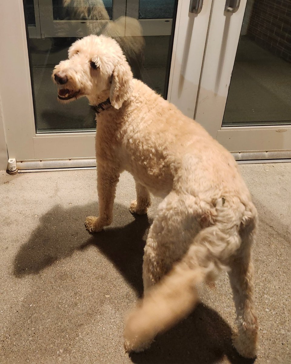 DCSheriffNE's tweet photo. Around 1:15 this morning, Deputies located this extremely friendly dog running around without tags while on patrol in the area of 190th Terrace and Y Street. 

He was turned over to the Nebraska Humane Society. If he is your dog, please contact the Humane Society at 402-444-7800. https://t.co/46PmY2Wj2x