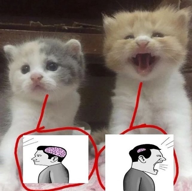 PunchingCat's tweet photo. https://t.co/IkRBSnOibN