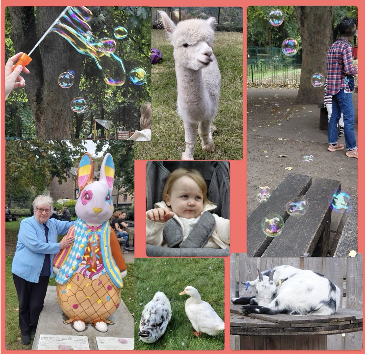 AntheaJames3's tweet photo. #SevenOnSunday a lovely couple of hours at #PetsCorner #JesmondDene #NorthEastUK #Saturday an #IceCreamPeterRabbit but it was un-edible 😳 #Bubbles #Alpacas #LazyGoats #JemimaPuddleDuck had lost her hat and telling her neighbour #LittleBella was taking it all in 🥰🐝 https://t.co/kdYUUWlQJ8
