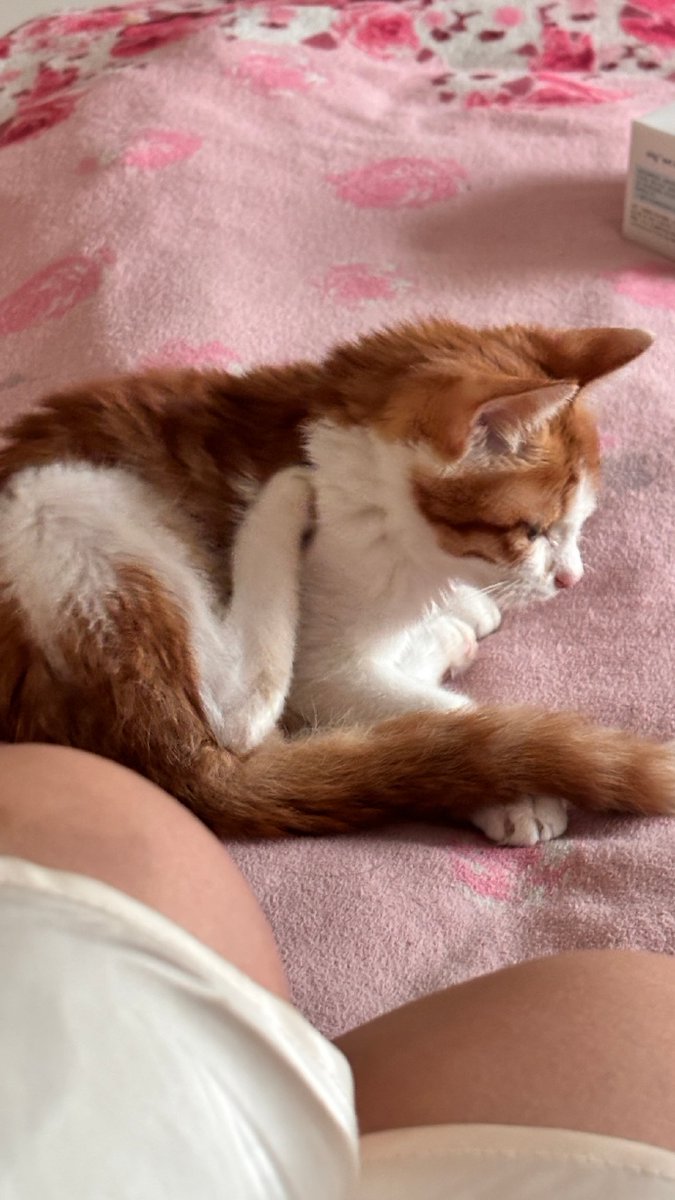 herok664667's tweet photo. Nothing beats the soft purrs of my cat curling up on my lap after a long day  Small joys = big happiness https://t.co/h5wIHLrCI7