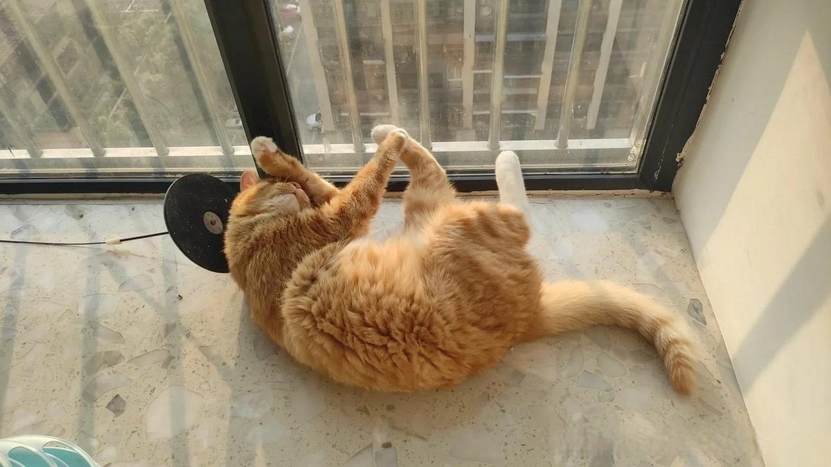 loly219's tweet photo. 小奶猫到家满2个月啦！从缩在手心的小团子变成敢追逗猫棒的小勇士，软萌也藏不住小调皮，要一起解锁更多快乐时光呀～， https://t.co/2j3Xu67OLe